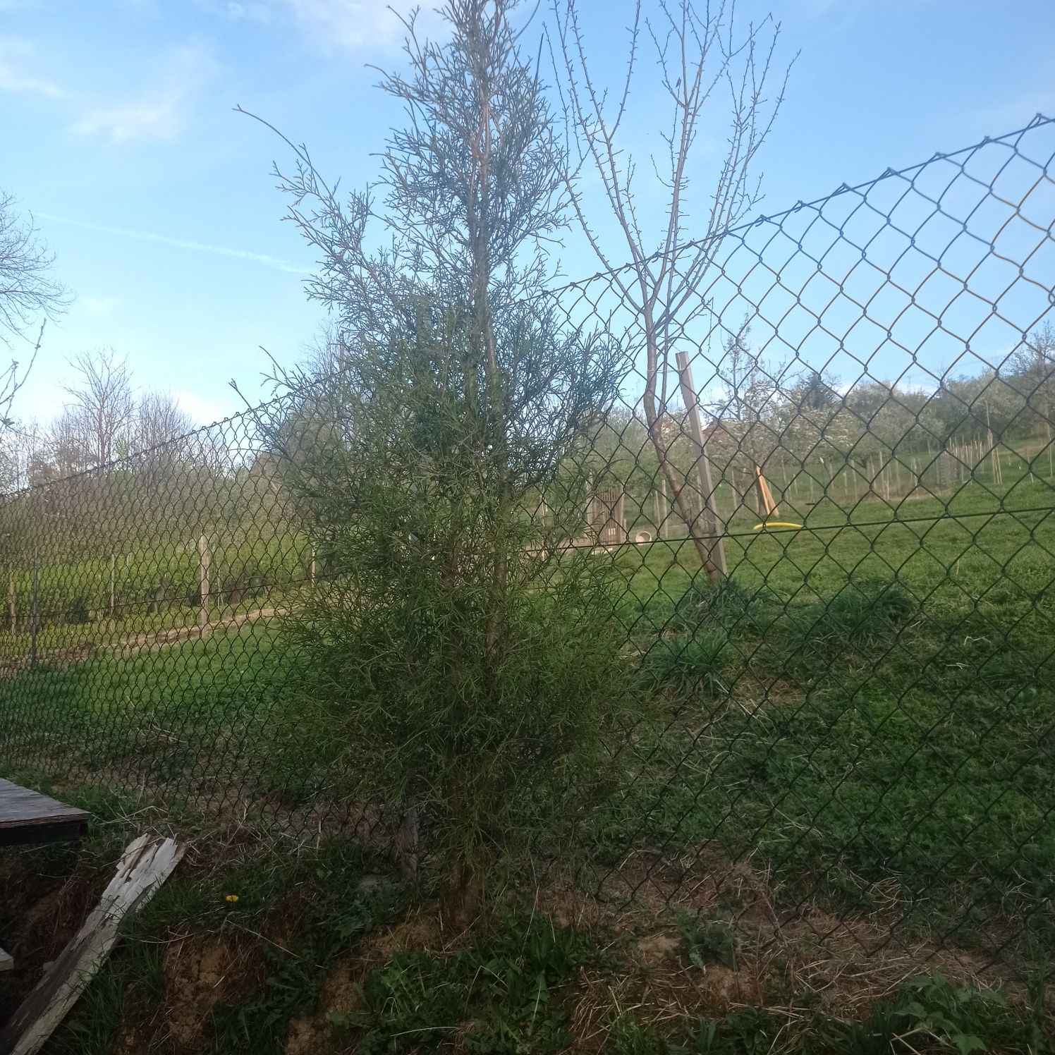Tuja wysoka 250cm