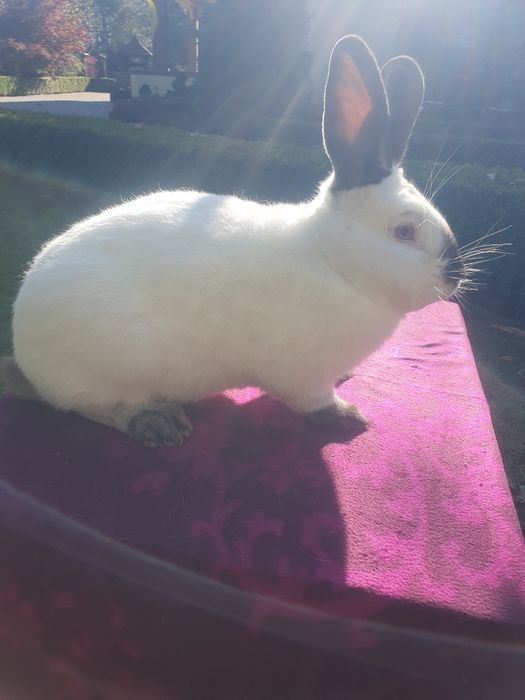 Kalifornijski czarny