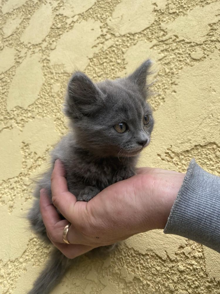 Кошенята в добрі руки
