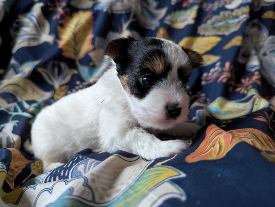 Cudowna dziewczynka 100 % Biewer Yorkshire Terrier FCI