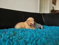 GOLDEN RETRIEVER-po champ. złote, ciemnozłote, amerykański, ZKwP/ FCI