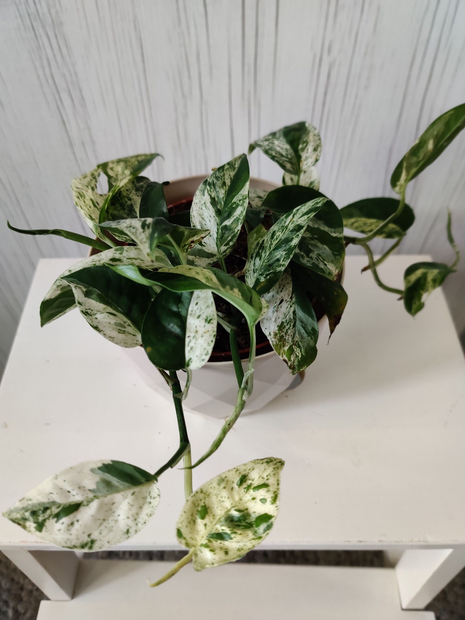 Epipremnum pinnatum marble variegata