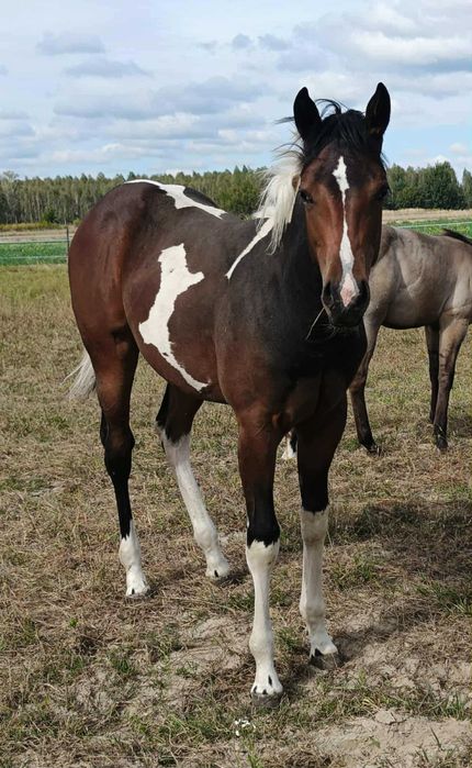 Klaczka APH (American Paint Horse) 2025