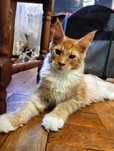 Maine coon rudy  Wielki kocurek z rodowodem FPL