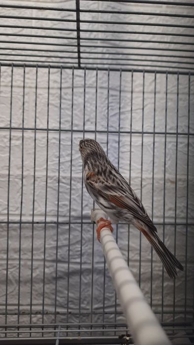 Fêmea agata vermelho mosaico