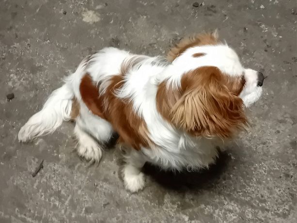 Dorosły Cavalier King Charles Spaniel