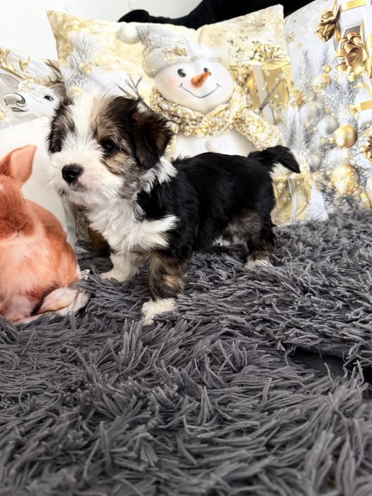 Yorkshire terrier Biewer śliczny piesek Rodowód wyprawka