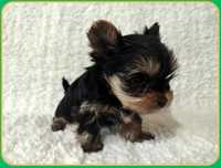 Yorkshire Terrier - malutka suczka (ZKwP)