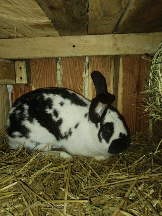 Królik na sprzedaż-Srokacz niemiecki