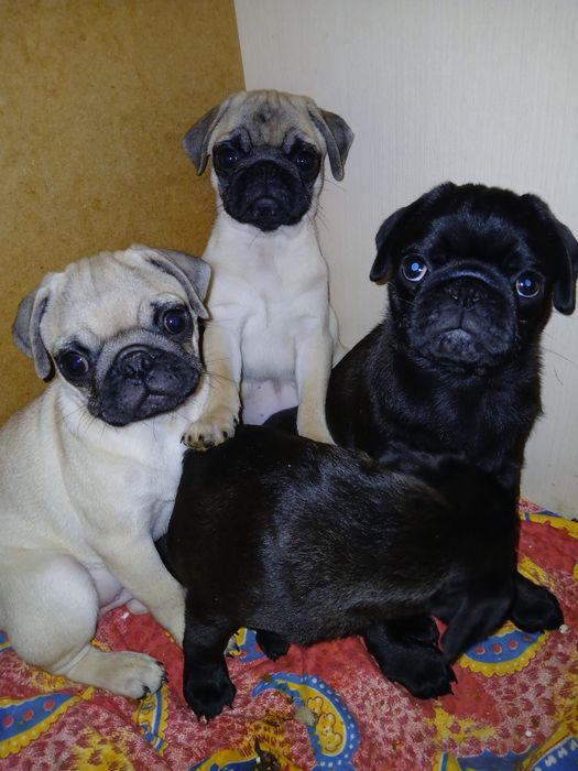 Чарівні  мопсики ТЕРМІНОВО