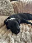 Labrador retriver