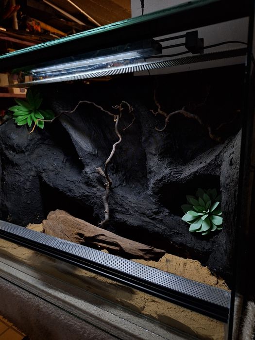 Terrarium z gekonem lamparcim gekon agama wąż