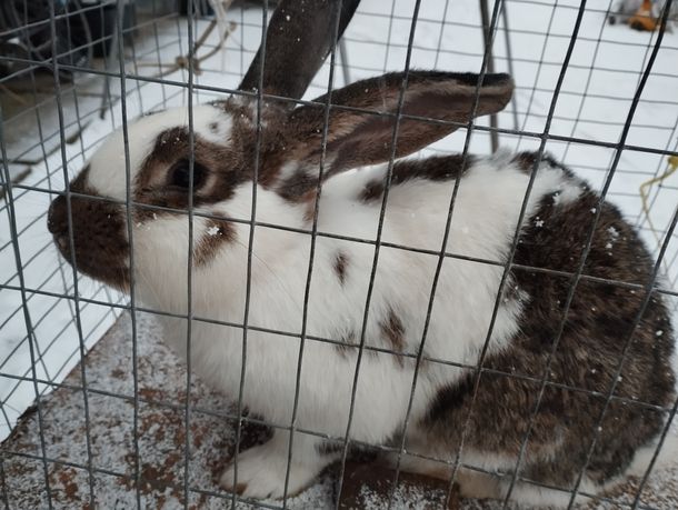 Продам кролики, самки 8 та 9 ммісяців,  1 фото самець 5 місяців.