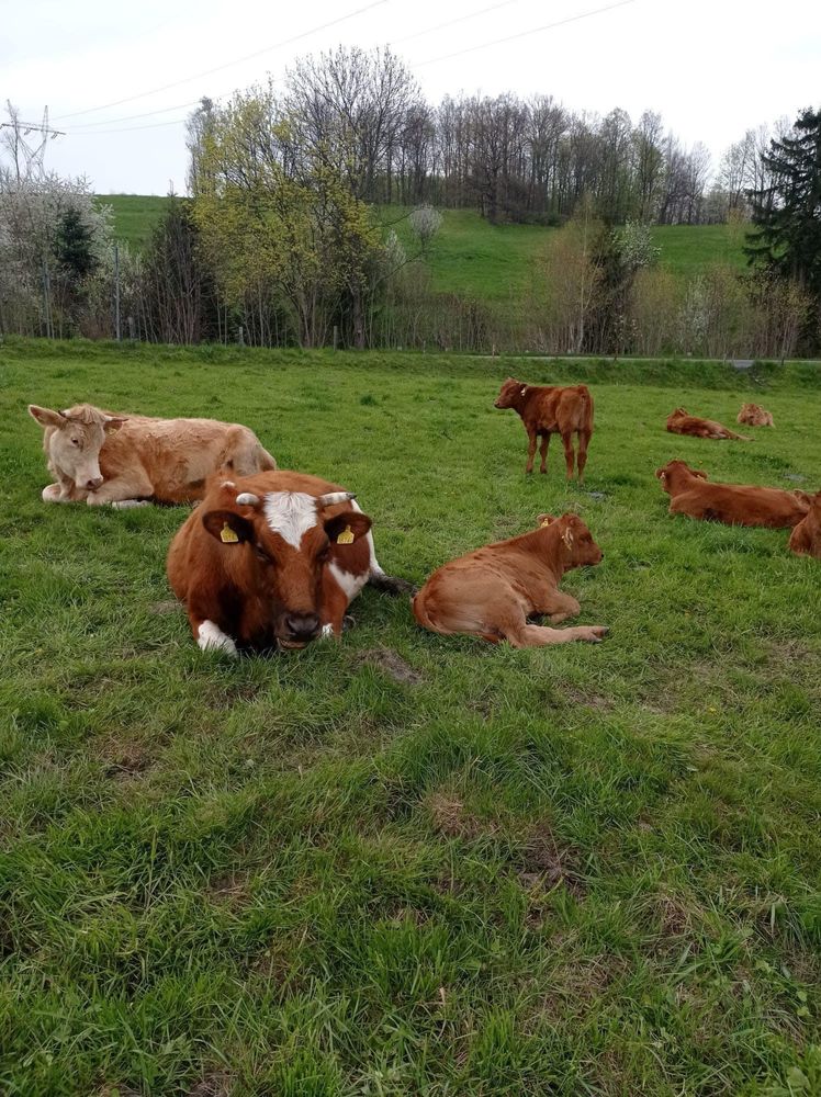 Agroturystyka w Górach Izerskich! Noclegi Karkonosze