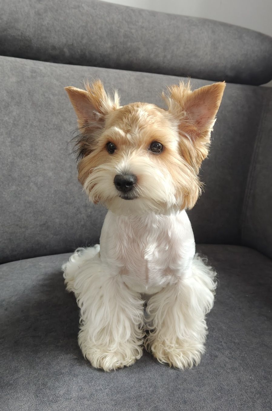 Samiec Yorkshire terrier
