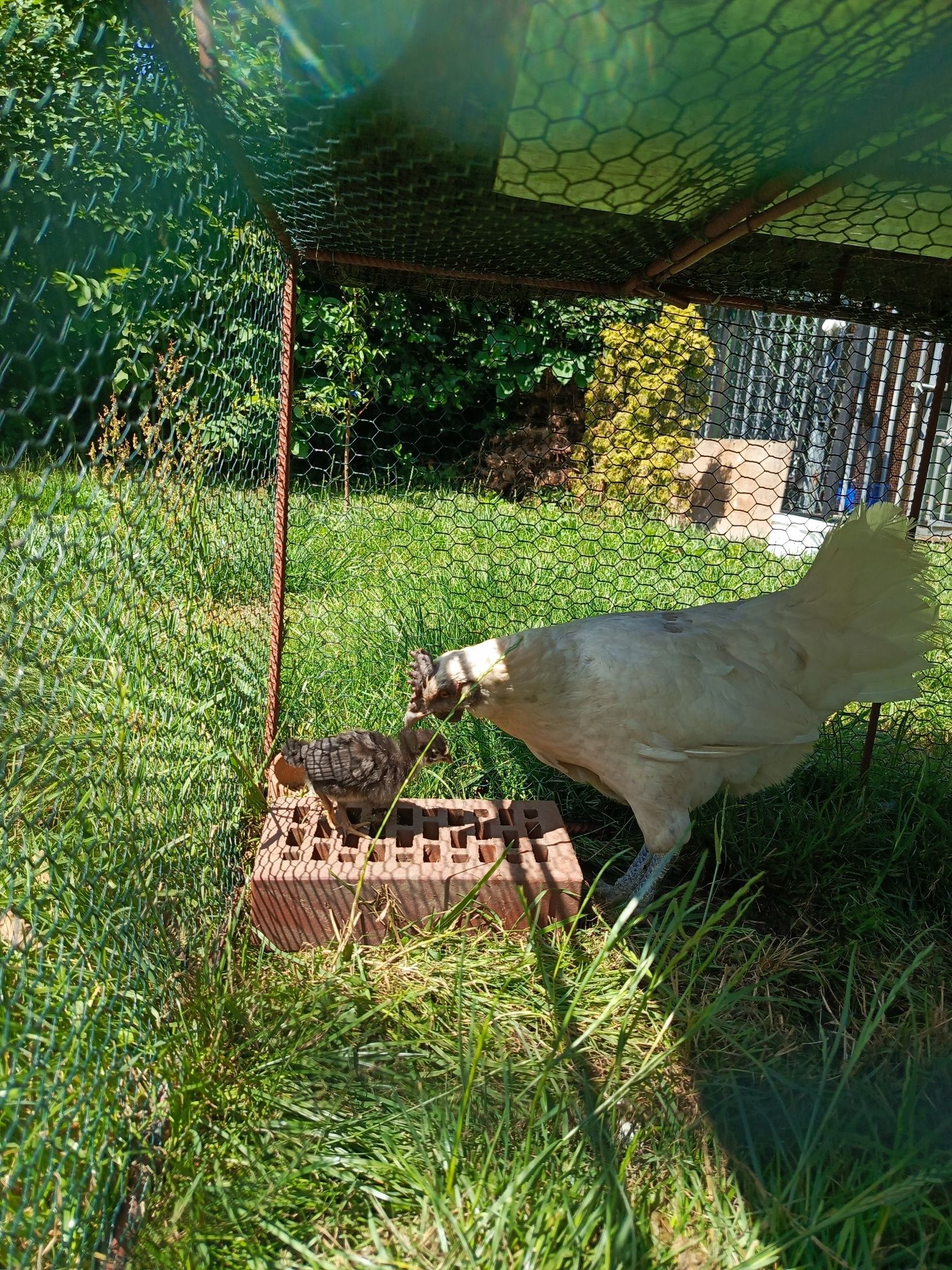 Młody kogut ayam cemani x leghorn tzw. "Zombie chicken"