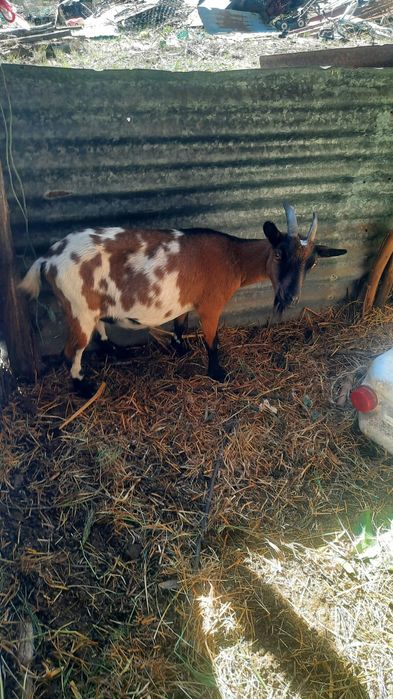 Tenho algumas cabras