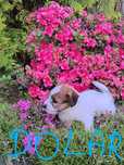 Jacek Russell Terrier  ZKWP  FCI oddział Częstochowa