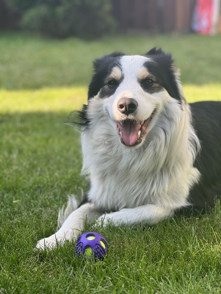 Border collie - reproduktor, Pies posiada badania genetyczne