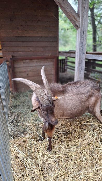 Kozioł / Cap Alpejski