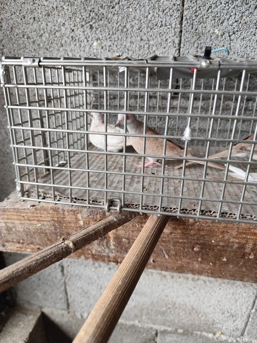 ROLAS Damantes Bejes