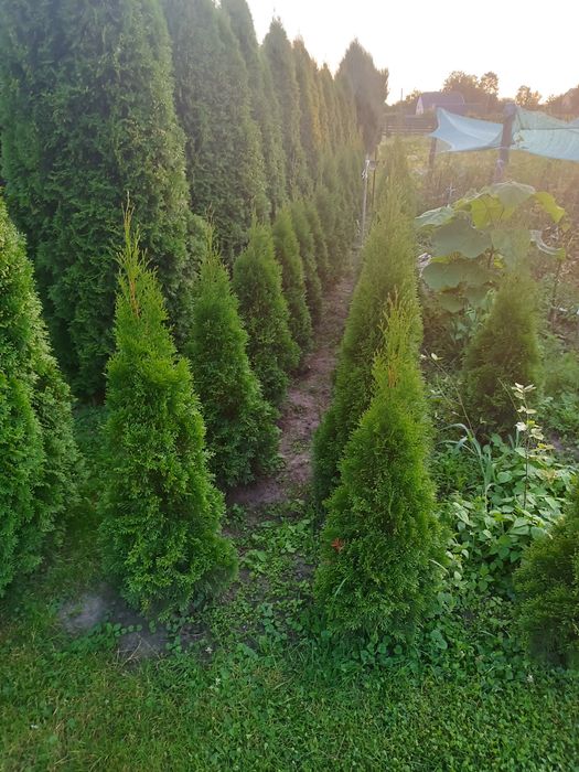 Ялівці блю ерров та туї  смарагд