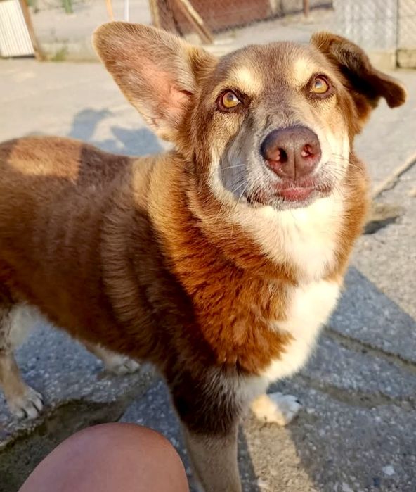 Maksio błaga o szansę i dom ..