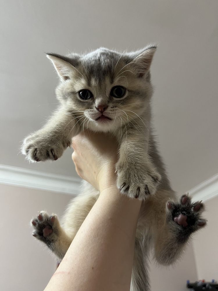 Шотландские прямоухие котята