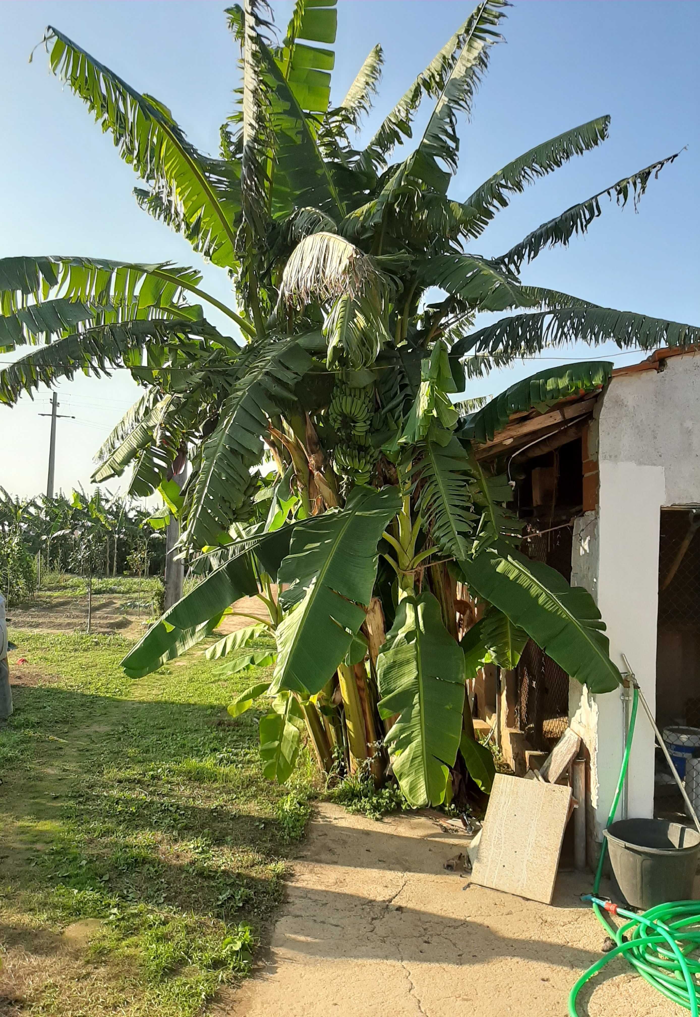 Venda de bananeiras