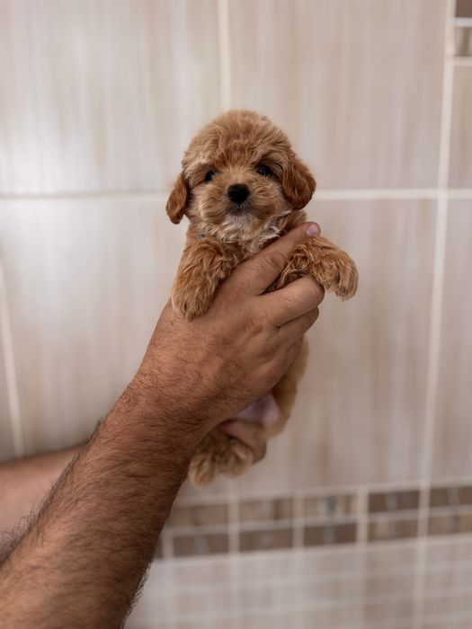 Хлопчики та дівчатка мальтіпу maltipoo