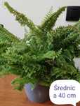 Paproć zielistka sansewieria aloes kaktus