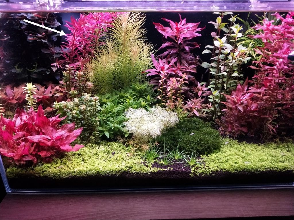 Rotala blood Red Singapur