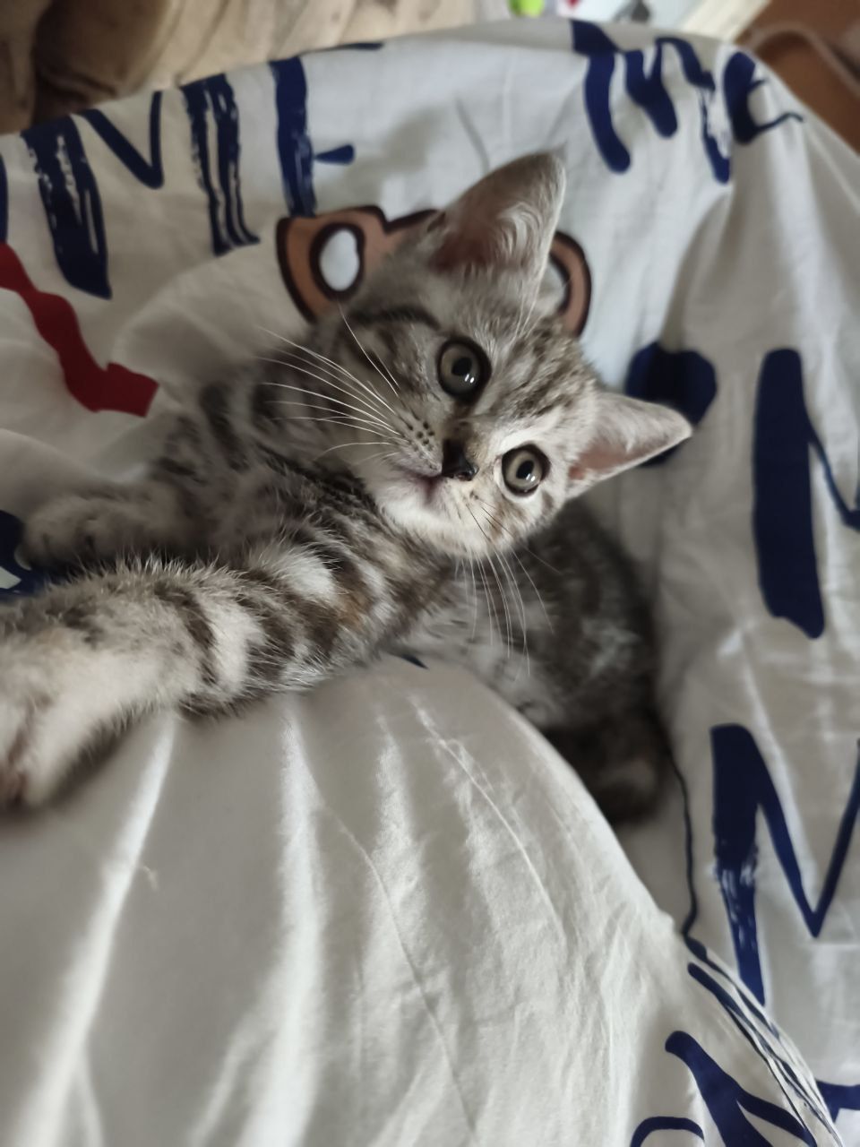 Красивий шотландский прямоухий котенок девочка