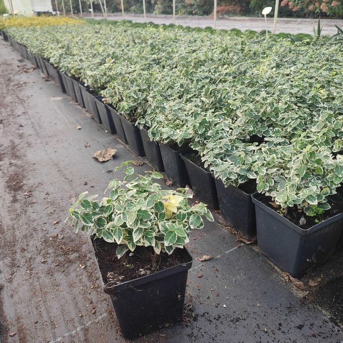 Trzmielina Fortunea , Euonymus fortunei sadzonka w pojemniku 1,5litra