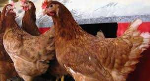 KURY NIOSKI Ferma Drobiu.Kurki w sprzedaży z pierwszym jajkiem.DOWÓZ