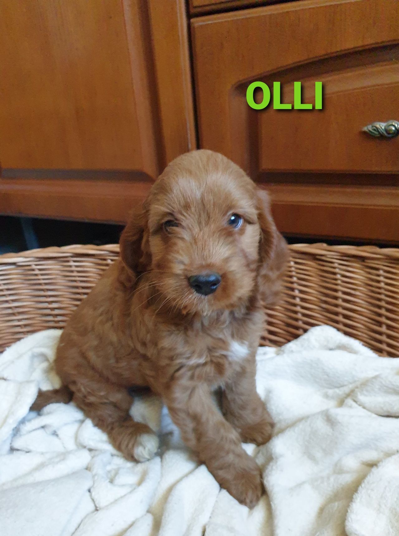 Cockapoo. Chlopczyk Olli.