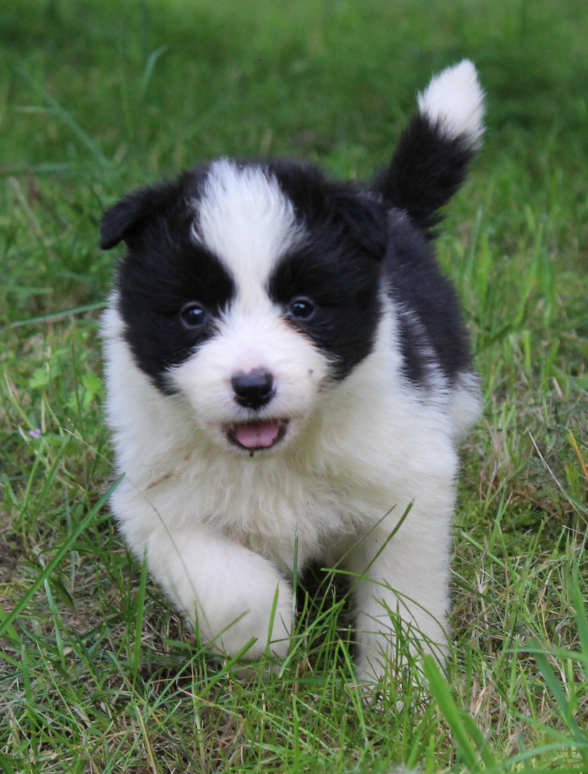 Suczka Border Collie ZKwP/FCI