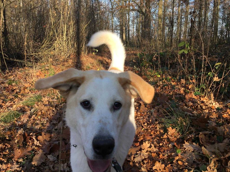 Sunia w typie labradora szuka domu na zawsze!