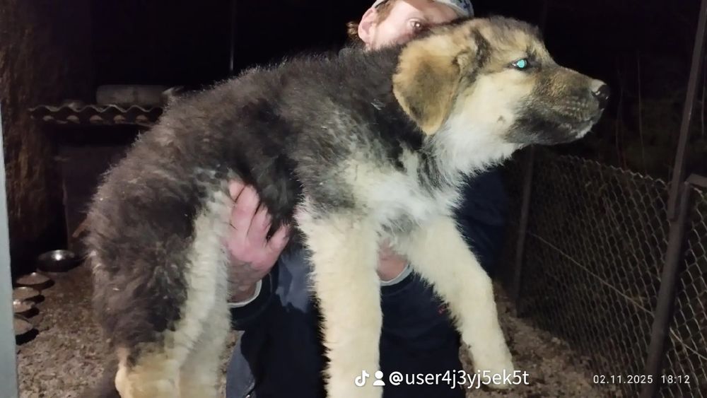 Цуценята вік 2місяці в добрі руки (для охорони)