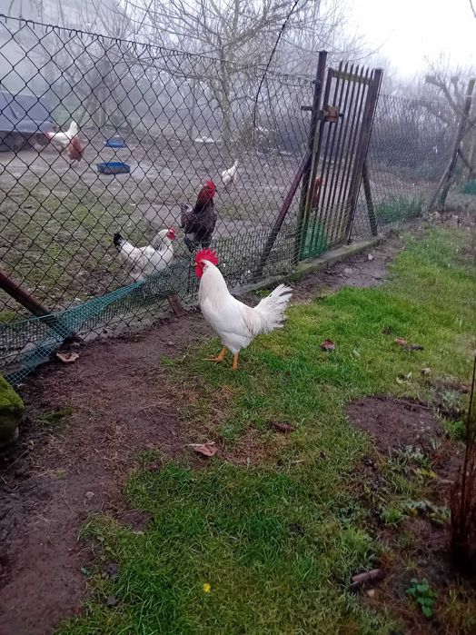 Koguty Leghor i inne rasy