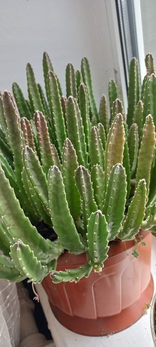 Сукуленти кактуси рослини вазони квіти