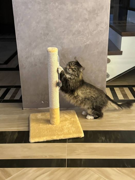 Когтеточка для котов. Дряпка з поличкою. Царапка.