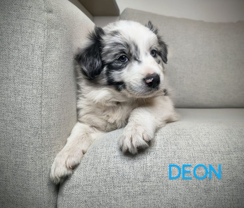 Border Collie Piesek  Blue Merle  Badania