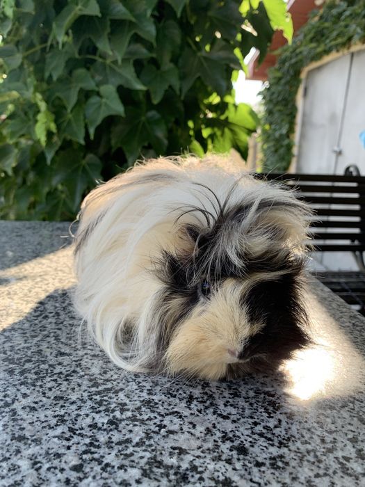 Морська свинка з кліткою