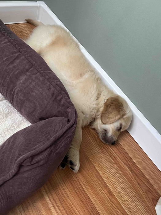 Золотистий ретрівер з документами