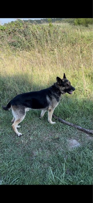 Пропала собака вівчарка. ВИНАГОРОДА 5000 грн.