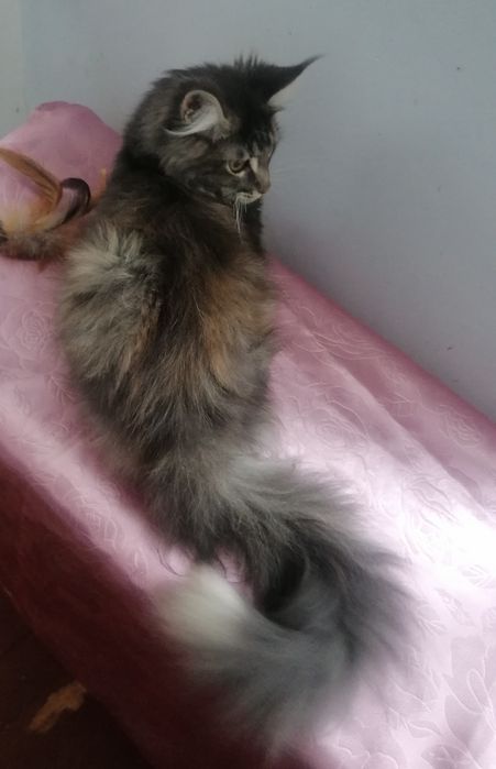 Мейн-кун   киця.