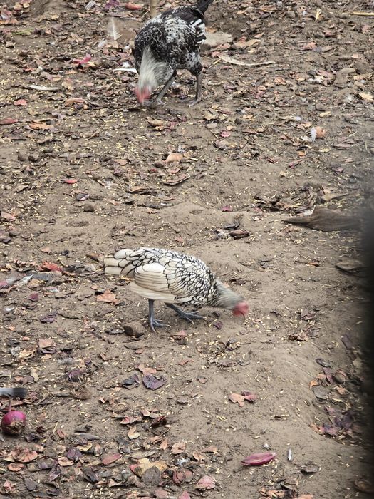 Sprzedam kogutki sebrytki srebrne