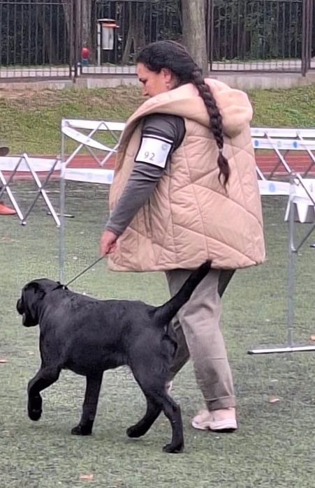 Labrador retriever rodowodowa ZKwP (FCI) wystawowa suczka