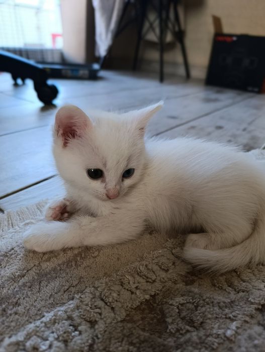 Кошеня шукає сім'ю